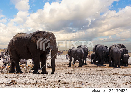 full waterhole with Elephants full waterhole with Elephants 22130625