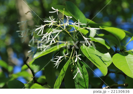 ナンジャモンジャの花 ナンジャモンジャの花 22130636
