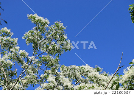 ナンジャモンジャの花 22130637