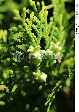 アスナロの花 22130643