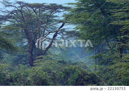 African forest 22130755
