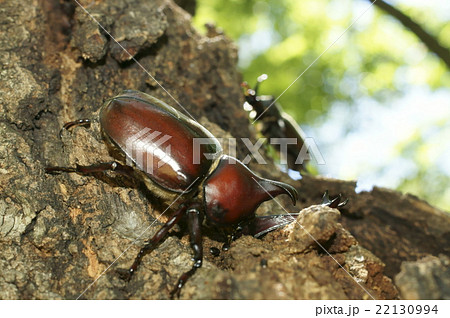カブトムシの雄 22130994