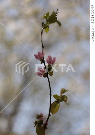 桜の中のカリン 桜の中のカリン 22131047