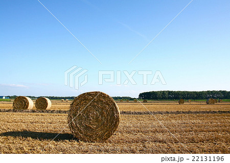 麦稈ロール2 小麦わらのロール の写真素材