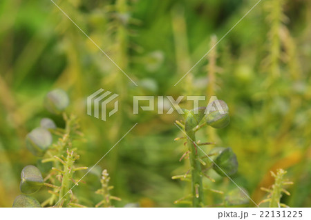 ムスカリの実 ムスカリの実 22131225