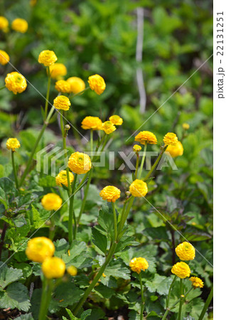 ラナンキュラス・ゴールドコイン 22131251