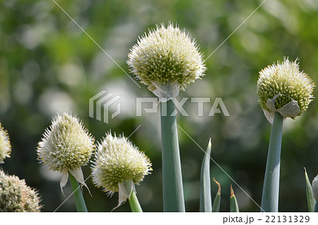 ネギボウズ（葱坊主） 22131329