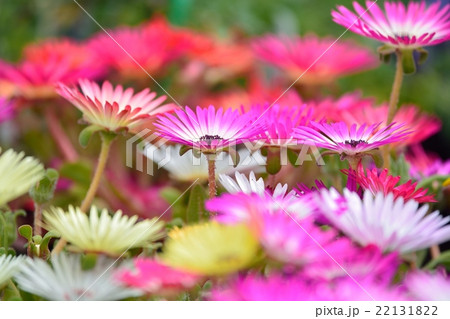 満開のリビングストーンデージー 22131822