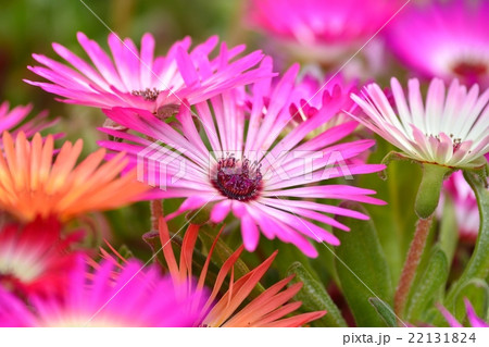 満開のリビングストーンデージー 22131824