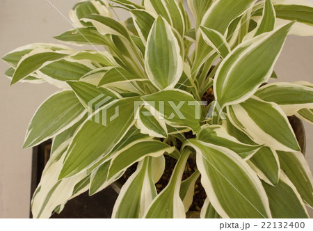 ギボウシ 盆栽  ギボウシ 盆栽  22132400