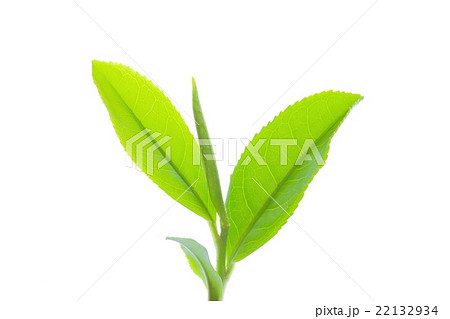 新茶 22132934