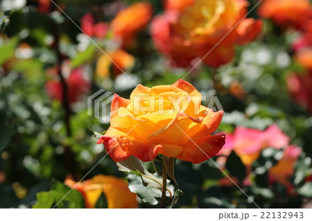 バラ／リオサンバ 22132943