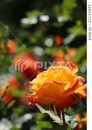 バラ/リオサンバ バラ/リオサンバ 22132945