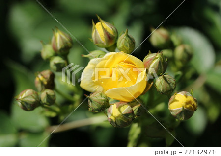 バラ/ゴールデンボーダー バラ/ゴールデンボーダー 22132971