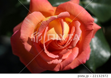 バラ/エル バラ/エル 22132972