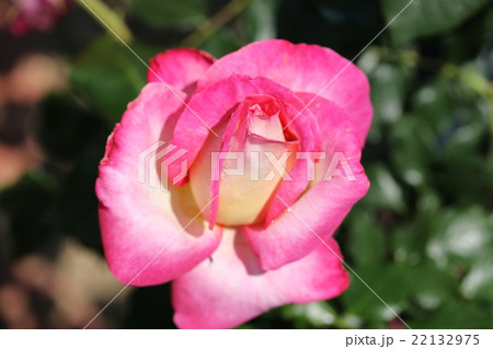 バラ／楽園 22132975