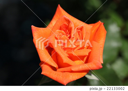 バラ/花音 バラ/花音 22133002