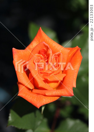 バラ／花音 22133003