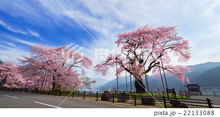 荘川桜　岐阜県高山市 22133088