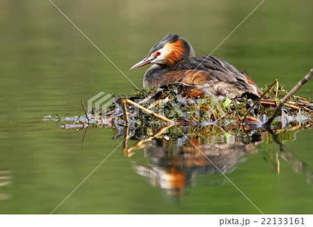 Podiceps cristatus on nest 22133161