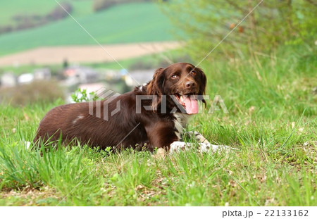 Pointing dog Little Munsterland Pointing dog Little Munsterland 22133162