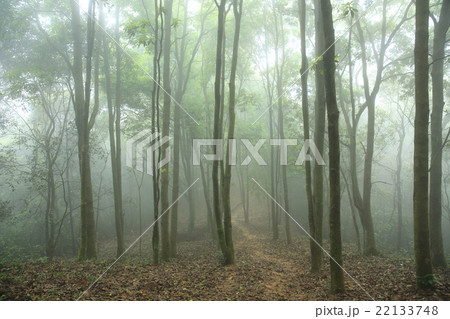forest and hiking trail in spring fog 22133748