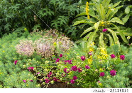 イングリッシュガーデン 22133815