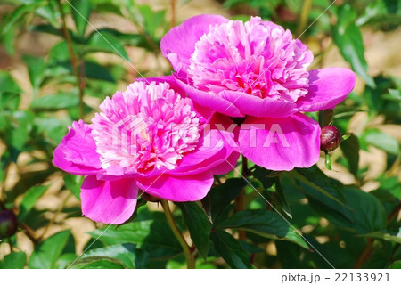 シャクヤクの花 22133921