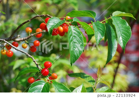 サクランボ 22133924