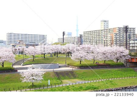 公園の桜と集合住宅 22133940