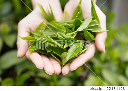 新茶 お茶摘み 新茶 お茶摘み 22134198