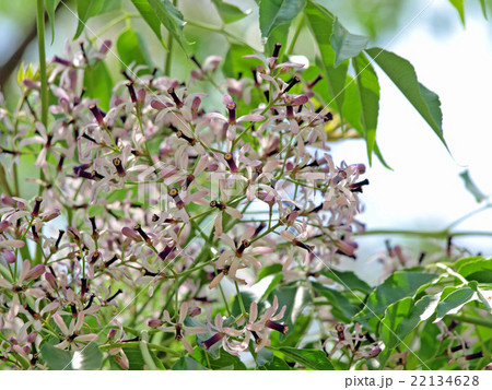 センダンの花 センダンの花 22134628