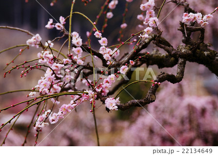 枝垂梅 枝垂梅 22134649