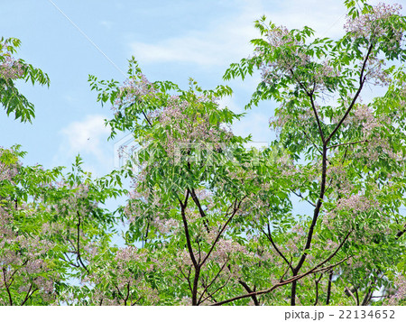 初夏の空とセンダンの花 初夏の空とセンダンの花 22134652