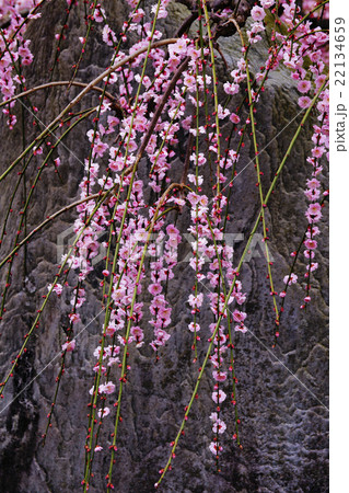 枝垂梅 22134659