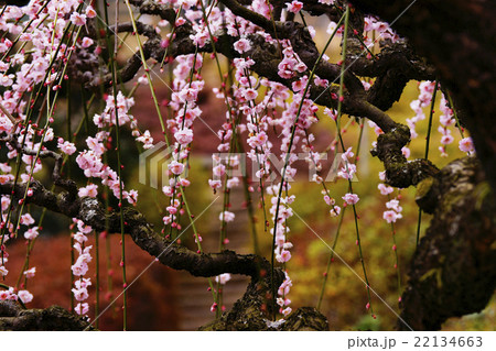 枝垂梅 枝垂梅 22134663