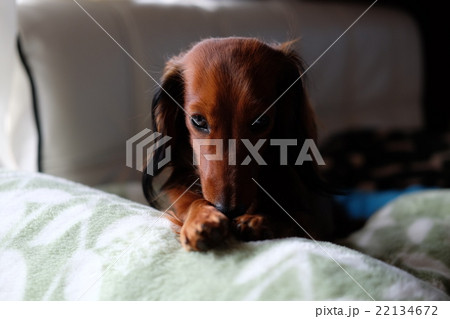犬 ダックスフンド いじけるの写真素材