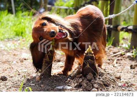 犬 ダックスフンド たけのこの写真素材