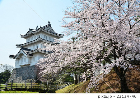 忍城と桜 22134746
