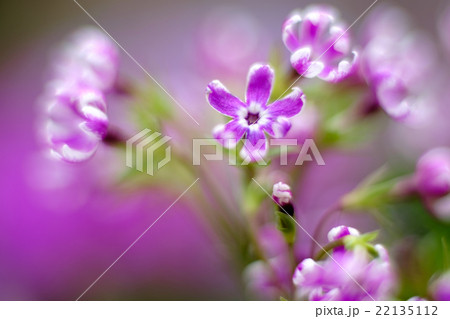 サクラ草 サクラ草 22135112