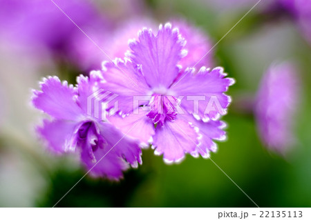 サクラ草 22135113