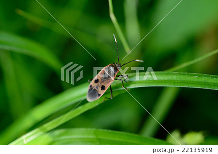 ヒメホシカメムシ・姫星亀虫 22135919