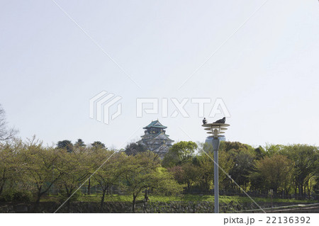 大阪城と鳩 大阪城と鳩 22136392