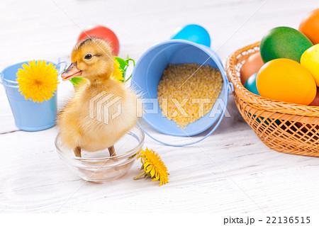 small duckling with easter eggs small duckling with easter eggs 22136515