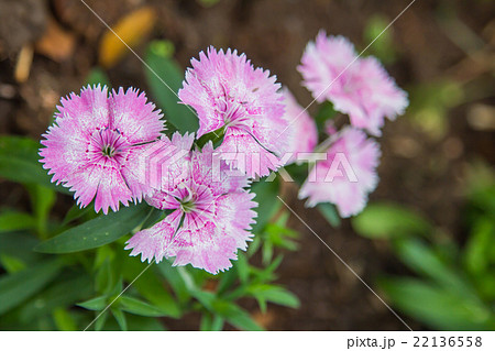 Wild carnation pink flowers. 22136558