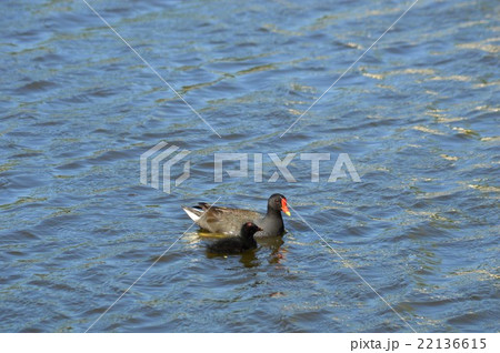 バンの親子が池でお散歩 バンの親子が池でお散歩 22136615