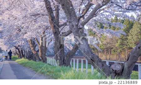 桜並木道 桜並木道 22136889