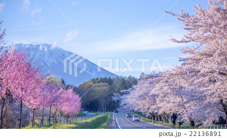 ピンクと桜と岩手山 ピンクと桜と岩手山 22136891