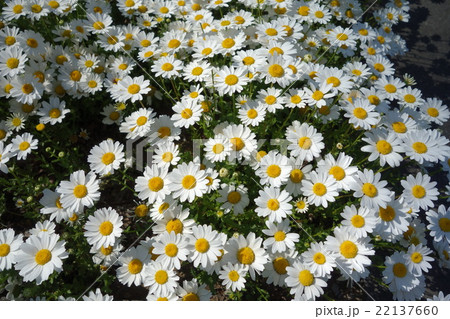 除虫菊 除虫菊 22137660