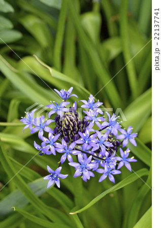 オオツルボ（シラー・ペルビアナ） 22137741